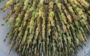 سوغاتی شیرین زادگاه امیر کبیرچیست؟