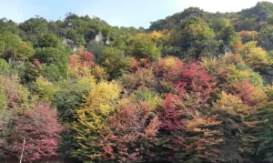 زیباترین جنگل های ایران که حتما باید یک‌بار آن‌ها را ببینید