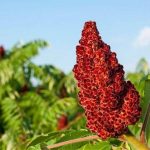 بروید این 7 روستا و سماق بمکید!