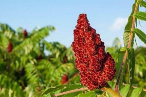 بروید این 7 روستا و سماق بمکید!