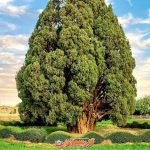 کسی که هرگز تسلیم نمی شود!/ عکس نوشته