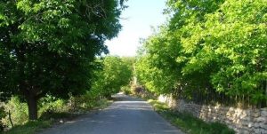 تاریخ هزارتوی زردآلو آباد! – توریسم آنلاین